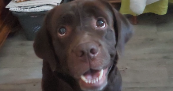 noa pet sitter à Rouen 76000_6