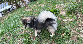 obriot pet sitter à ST JEAN DE VEDAS 34430_1