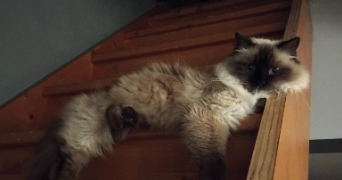 aline pet sitter à ABONCOURT GESINCOURT 70500_4