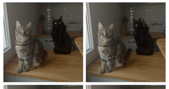 gwladys pet sitter à AUSSONNE 31840_5