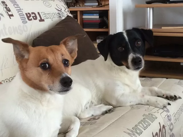 gilda pet sitter à Miribel 01700
