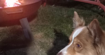 JULIE pet sitter à Germigny-l'Évêque 77910_9