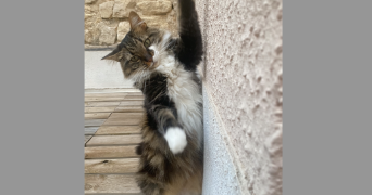 luna pet sitter à CASTRIES 34160_3
