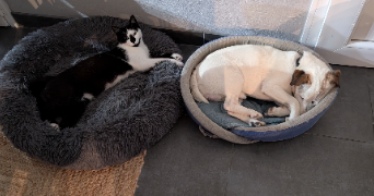alex pet sitter à COMPREIGNAC 87140_0
