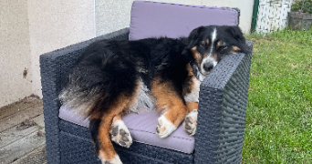 maël pet sitter à REIMS 51100_1