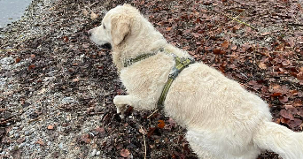 ines pet sitter à TARCIENNE 5651_2