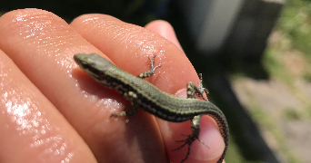 shannaz pet sitter à MURET 31600_3