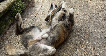 valentine pet sitter à ST LEGER LA MONTAGNE 87340_5