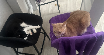 wissem pet sitter à RUEIL MALMAISON 92500_0