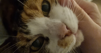 tifaine pet sitter à TOULOUSE 31100_1