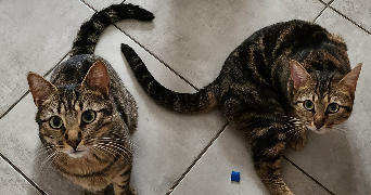 alexandra pet sitter à Gaillac 81600_1