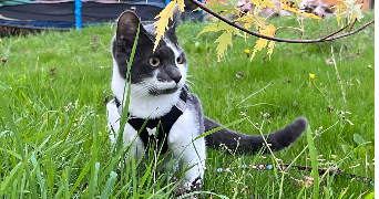 laëtitia pet sitter à CHAMELET 69620_1