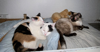 laurie pet sitter à LA ROQUETTE SUR VAR 06670_7