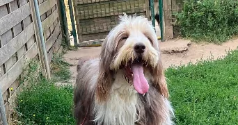 aurelie pet sitter à LOISON SOUS LENS 62218