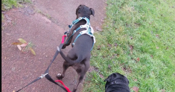 eva pet sitter à ELANCOURT 78990_6