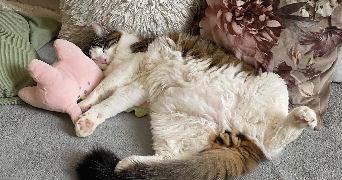 marie pet sitter à BESANCON 25000_1