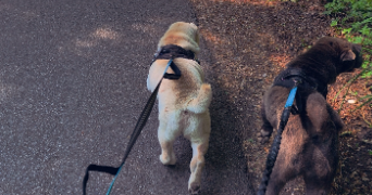 théo pet sitter à PONTPOINT 60700_2
