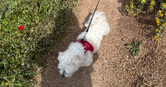 charlene pet sitter à AUBAGNE 13400_3