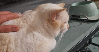 aurélie pet sitter à Nuzéjouls 46150_7