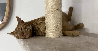 shana pet sitter à CARRIERES SOUS POISSY 78955_2
