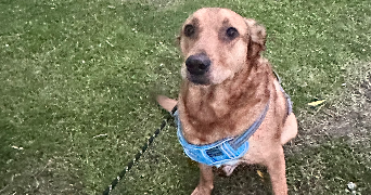 sara pet sitter à OZOIR LA FERRIERE 77330_1