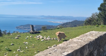 melanie pet sitter à ROQUEBRUNE CAP MARTIN 06190_6