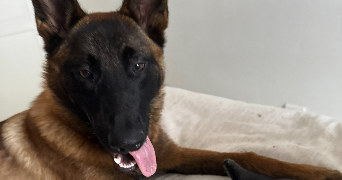 lisa pet sitter à ST MARTIN D HERES 38400_4