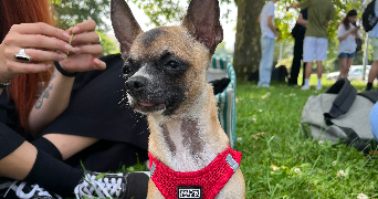 charlotte pet sitter à CHAMBERY 73000_2