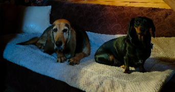 marie-camille  pet sitter à Olby 63210_3