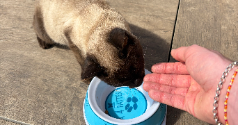 william pet sitter à LYON 06 69006_1