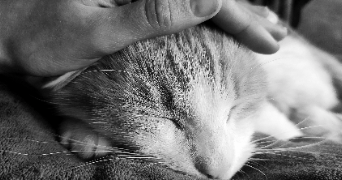 claire pet sitter à VILLERS SOUS CHATILLON 51700_0