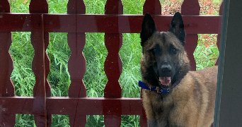 fanny pet sitter à CERNAY 68700_3