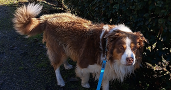 sandrine pet sitter à ALLEMOND 38114_4