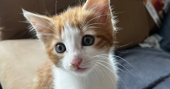 katharina pet sitter à GUINGAMP 22200_0