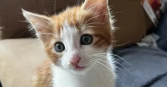 katharina pet sitter à GUINGAMP 22200