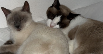 julie pet sitter à LYON 03 69003_6