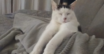 jessy pet sitter à EPAGNY METZ TESSY 74330_0