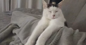 jessy pet sitter à EPAGNY METZ TESSY 74330