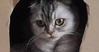 bertrand pet sitter à AIX LES BAINS 73100_1