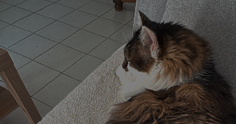 kacy pet sitter à PONT L ABBE 29120_3