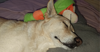 melanie pet sitter à VANDEINS 01660_1