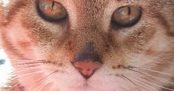 Anais pet sitter à Rambouillet 78120