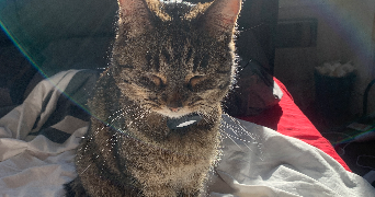 caroline pet sitter à OULLINS 69600_3