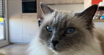camille cat sitter à ST HERBLAIN 44800_2