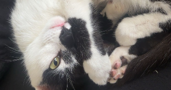 lea pet sitter à VILLENEUVE D ASCQ 59650_4