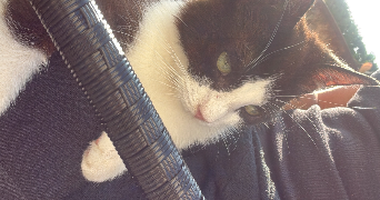 pauline pet sitter à LAVAL 53000_3