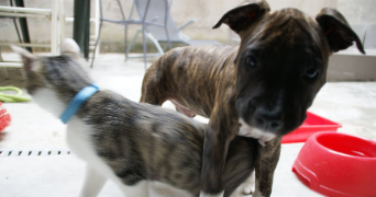 hakim pet sitter à CASTRES 81100_4