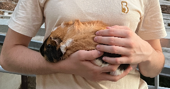 juline pet sitter à ROUEN 76000_1