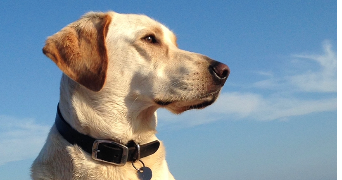 aurore dog sitter à ST SATURNIN LES APT 84490_1