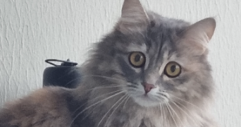 nawel pet sitter à FRANCONVILLE 95130_0